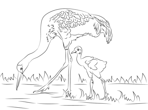 Sandhill Crane With Cute Chick Coloring Page